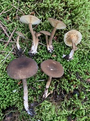 Lactarius lignyotus