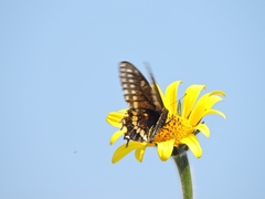 Papilio polyxenes asterius