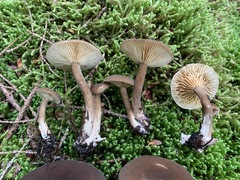 Lactarius lignyotus