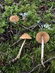 Galerina semilanceata