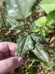 Smilax bona-nox