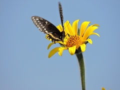 Papilio polyxenes asterius