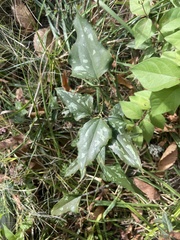 Smilax bona-nox