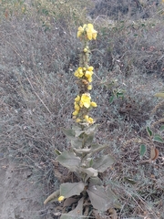 Verbascum phlomoides