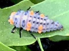 Coccinella