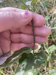 Smilax bona-nox
