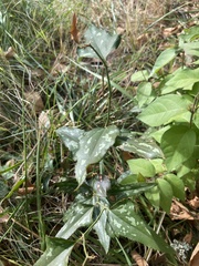 Smilax bona-nox