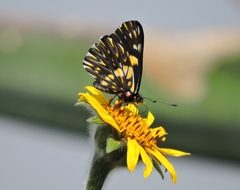 Catasticta teutila