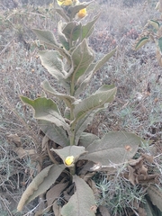Verbascum phlomoides