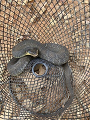 Nerodia erythrogaster