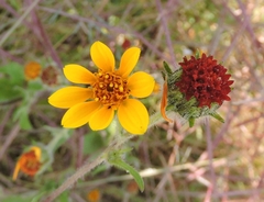 Simsia amplexicaulis