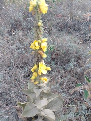 Verbascum phlomoides