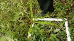 Cyperus albostriatus