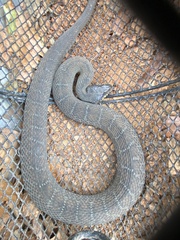 Nerodia erythrogaster