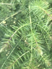 Acacia verticillata