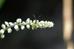 Microgastrinae