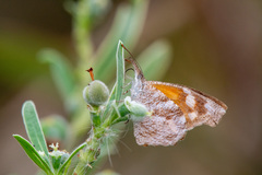 Libytheana carinenta