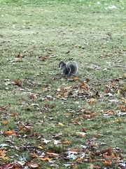 Sciurus carolinensis