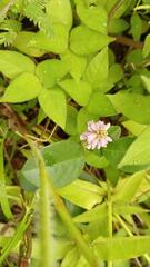 Persicaria nepalensis