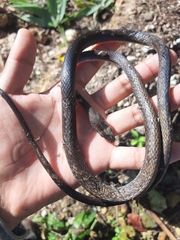 Mastigodryas melanolomus