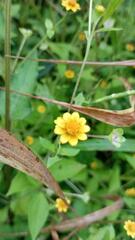 Melampodium divaricatum