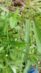 Persicaria nepalensis