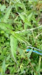 Persicaria nepalensis
