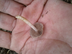 Psathyrella piluliformis
