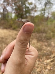 Sceloporus consobrinus