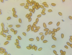 Agaricus depauperatus