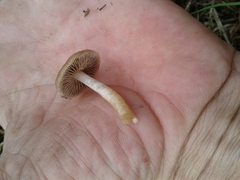 Psathyrella piluliformis