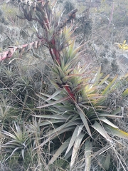 Tillandsia secunda