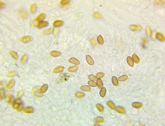 Agaricus depauperatus