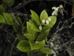 Gaultheria insana