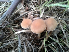 Psathyrella piluliformis