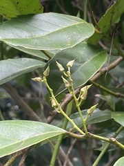Itea oldhamii