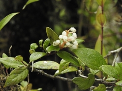 Gaultheria insana