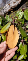 Rhododendron
