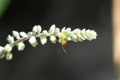 Microgastrinae