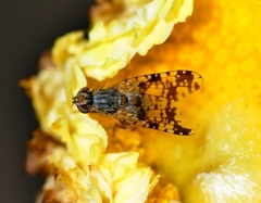 Austrotephritis poenia