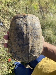 Emydidae