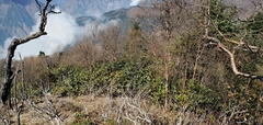 Rhododendron