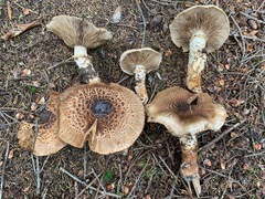 Tricholoma badicephalum