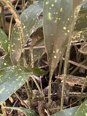 Aspidistra elatior