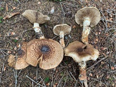 Tricholoma badicephalum