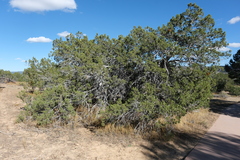 Juniperus monosperma