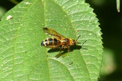 Phalerimeris phalerata