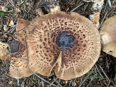 Tricholoma badicephalum