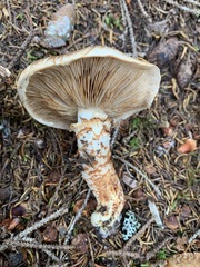 Tricholoma badicephalum