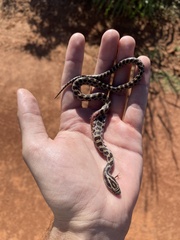 Lampropeltis calligaster